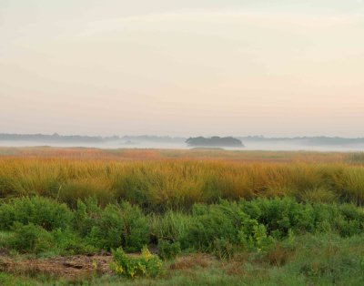 fog on the marsh.jpg
