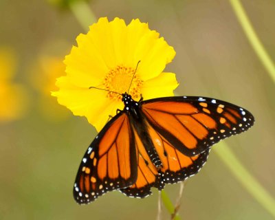 monarch butterfly DSC_0772.jpg