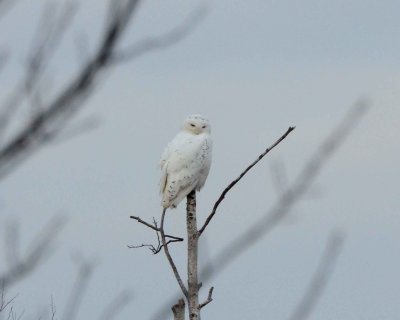 Snowy owl DSC_0721.jpg