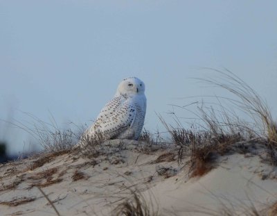 snowy owl DSC_0955.jpg