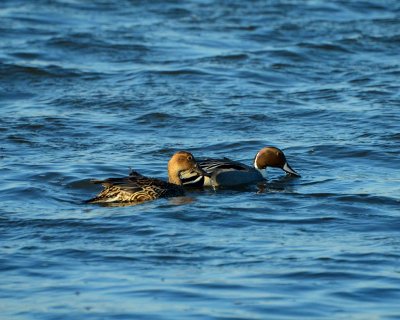 pintail duck DSC_1213.jpg