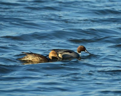 pintail duck DSC_1211.jpg