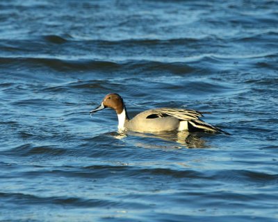 pintail duck DSC_1205.jpg