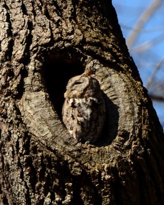 screech owl.jpg
