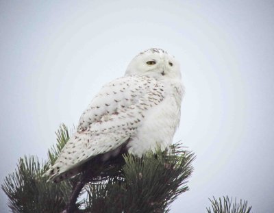 snowy owl 0085.jpg
