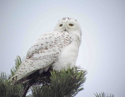 snowy owl 0081.jpg