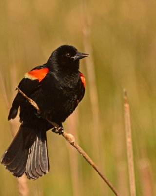red-winged blackbird DSC_2436.jpg