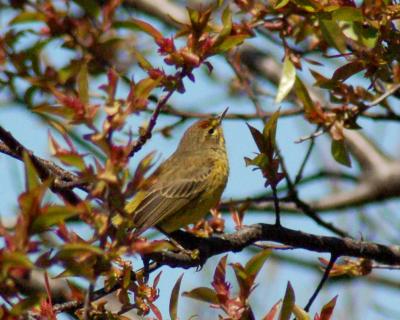 Palm Warbler 2006_0430Image0019.jpg