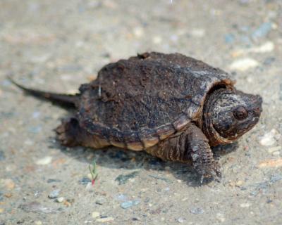 Snapping Turtle 2006_0507Image0058.jpg