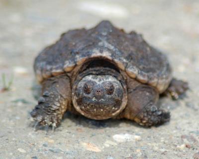 Snapping Turtle 2006_0507Image0063.jpg