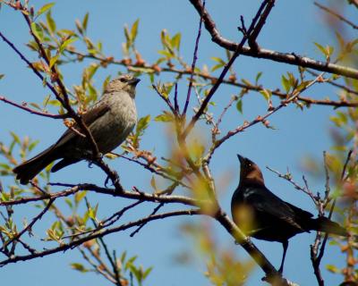 g4/49/641849/3/59823844.Brownheadedcowbirds2006_0507Image0055.jpg