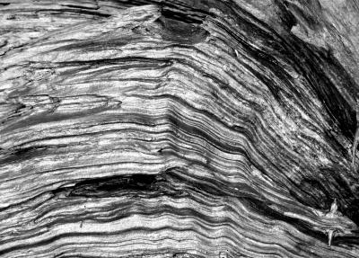 wood waves black and white 5-16-06.jpg