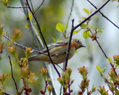 g4/49/641849/3/60542032.baybreastedwarbler2006_0521Image0095.jpg
