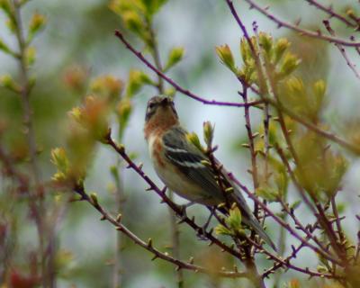 g4/49/641849/3/60542033.baybreastedwarbler2006_0521Image0097.jpg