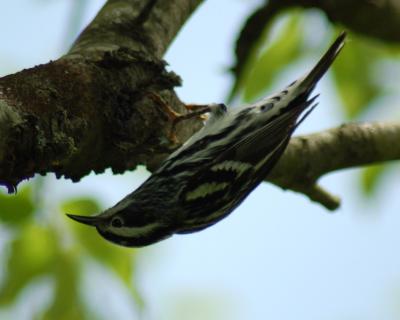 g4/49/641849/3/60542034.blackandwhitewarbler2006_0521Image0064.jpg