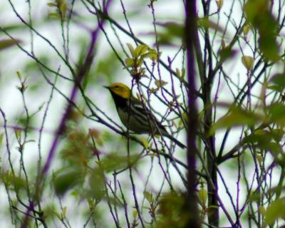 black throated green warbler 2006_0521Image0082.jpg