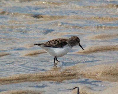 g4/49/641849/3/60542047.sanderling2006_0521Image0034.jpg