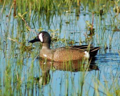 g4/49/641849/3/60542051.bluewingteal2006_0521Image0006.jpg