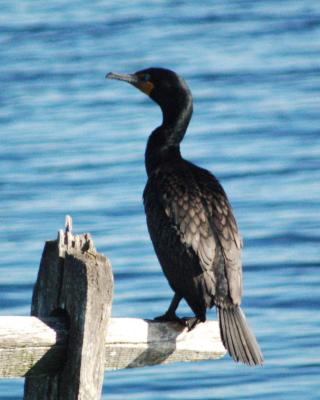 double crested cormorant 2006_0521Image0010.jpg