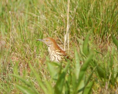 g4/49/641849/3/60926847.brownthrasher2006_0527Image0025.jpg