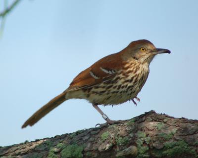 g4/49/641849/3/60926848.brownthrasher2006_0527Image0034.jpg