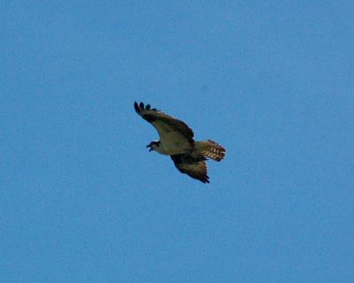 osprey 2006_0528Image0041.jpg