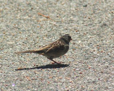 white crowned sparrow 2006_0528Image0052.jpg