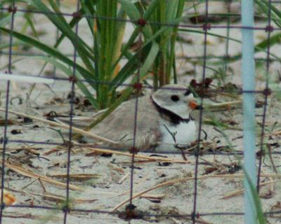 Piping Plover on nest 2006_0529Image0022.jpg
