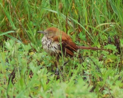 g4/49/641849/3/61429154.brownthrasher.jpg