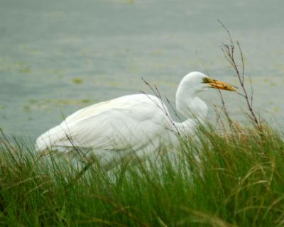 great egret with fish.jpg