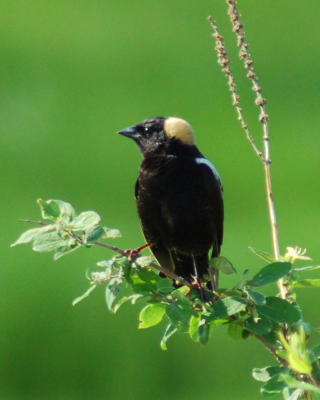 bobolink DSC_0010.jpg