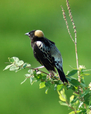 bobolink DSC_0011.jpg