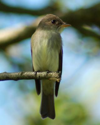 eastern wood-pewee 2006_0611Image0029.jpg