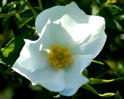 white wild rose 2006_0616Image0085.jpg