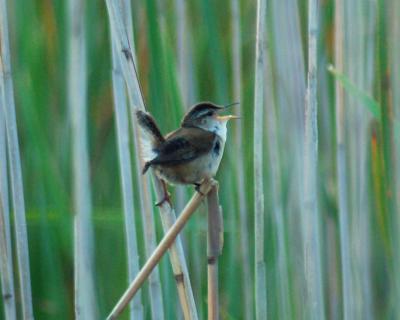 marsh wren 2006_0616Image0047.jpg