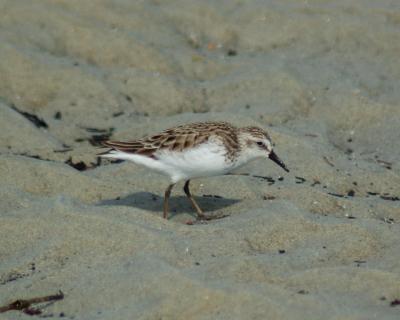 semipalmated sandpiper 2006_0617Image0084.jpg