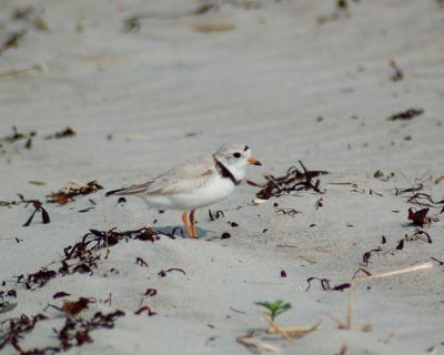 piping plover 2006_0618Image0015.jpg