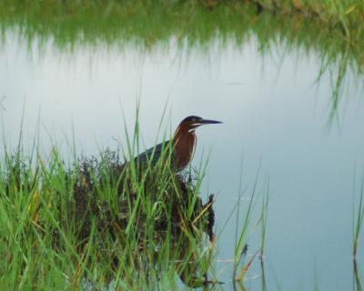 green heron 2006_0624Image0027.jpg