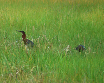 green herons 2006_0624Image0011.jpg