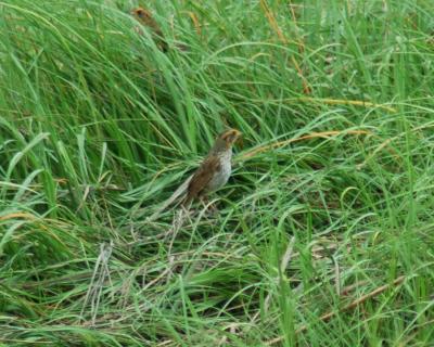 saltmarsh sharp-tailed sparrow 14.jpg