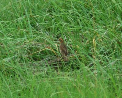 saltmarsh sharp-tailed sparrow 6.jpg