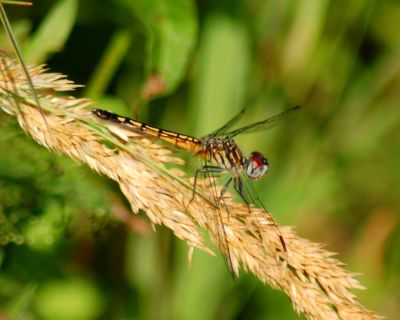 dragonfly 14.jpg
