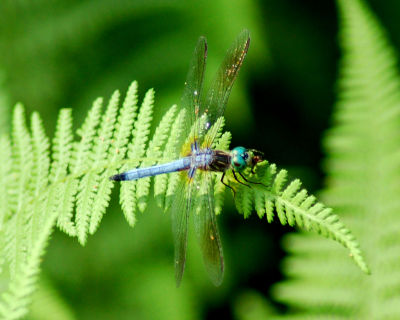 Dragonfly