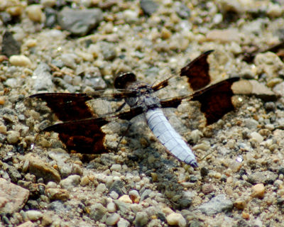 dragonfly 19.jpg