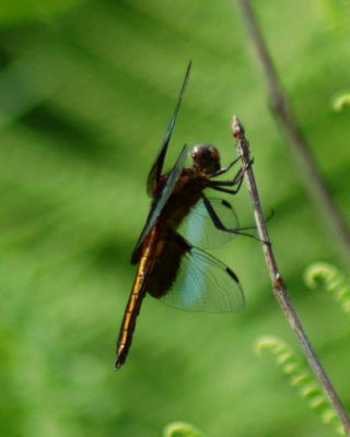 dragonfly 20.jpg