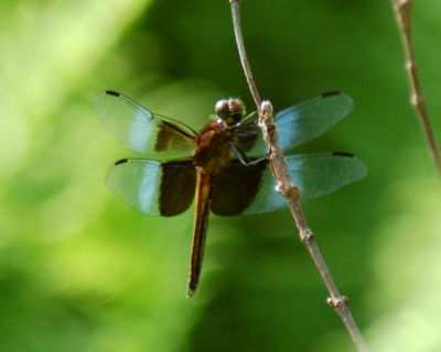 dragonfly 24.jpg