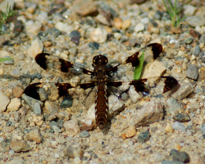 dragonfly 35.jpg