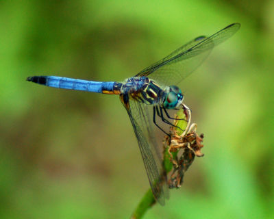 dragonfly 2006_0715Image0035.jpg