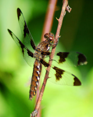 dragonfly 2006_0716Image0039.jpg