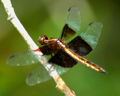 dragonfly 2006_0716Image0029.jpg